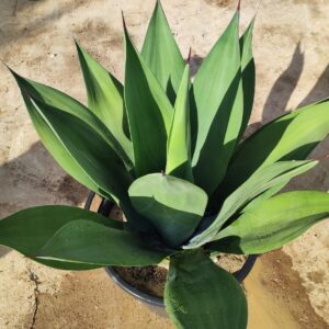 AGAVE WEBERI