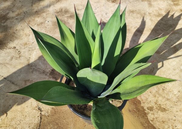 AGAVE WEBERI