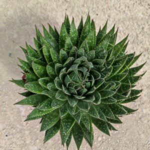 ALOE ARISTATA