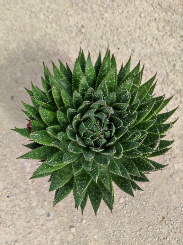 ALOE ARISTATA