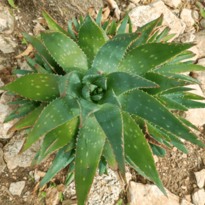 ALOE BREVIFOLIA