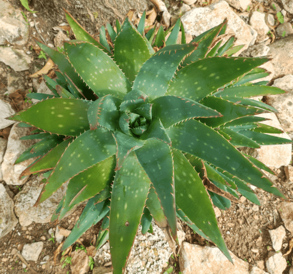ALOE BREVIFOLIA