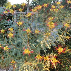 CAESALPINIA GILLIESII