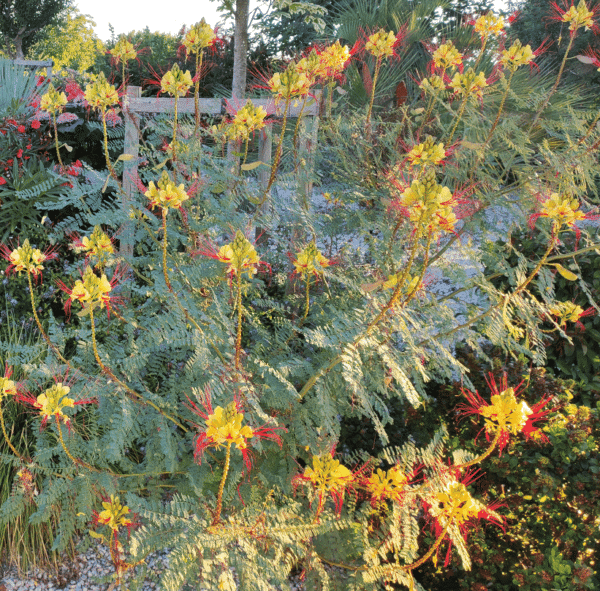 CAESALPINIA GILLIESII