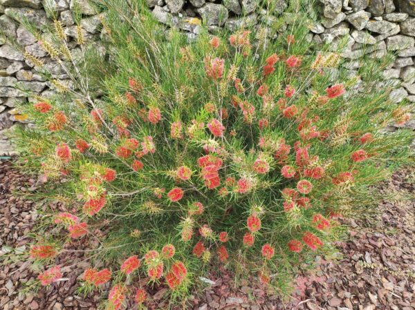 CALLISTEMON LINEARIS – Image 2