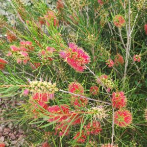 CALLISTEMON LINEARIS