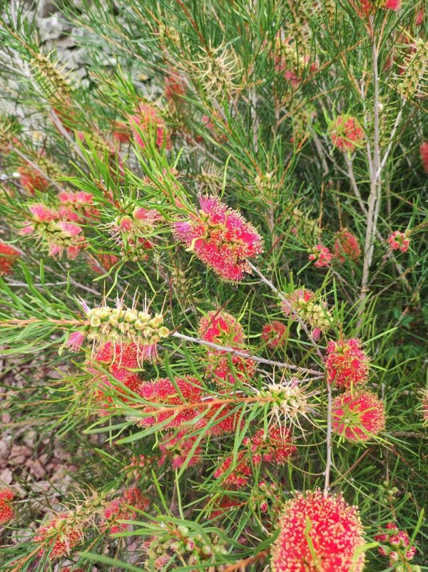 CALLISTEMON LINEARIS