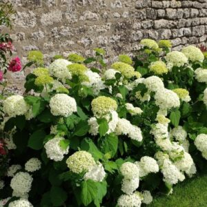 Hydrangea arborescens 'Annabelle'