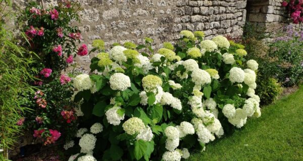 Hydrangea arborescens 'Annabelle'