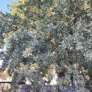 Quercus macrolepis