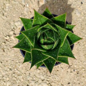 Aloe cosmos