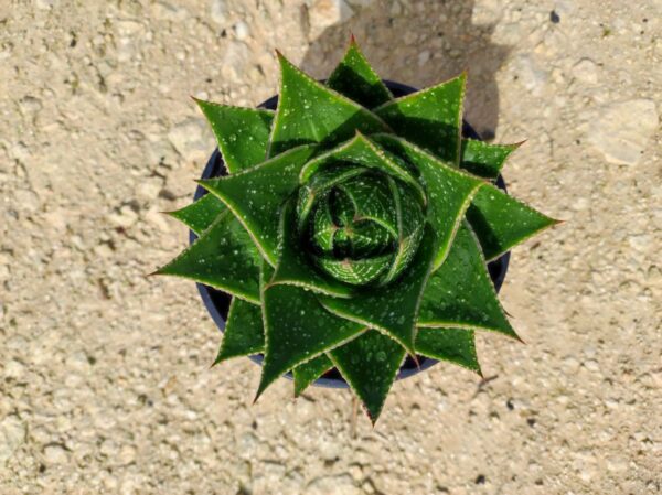 Aloe cosmos
