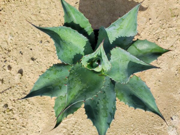 AGAVE OVATIFOLIA – Image 4
