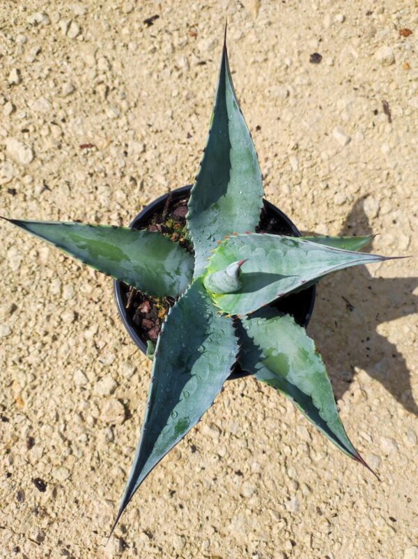 AGAVE Sp "AZUL MONTERREY" – Image 2
