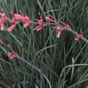 HESPERALOES PARVIFLORA 'RUBRA'