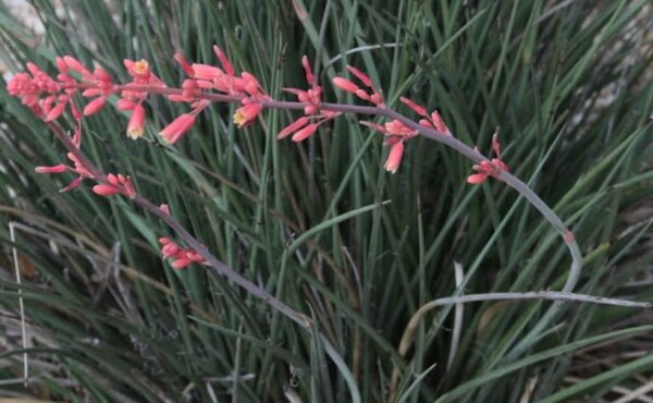 HESPERALOES PARVIFLORA 'RUBRA'