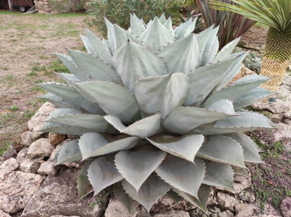 AGAVE OVATIFOLIA – Image 2