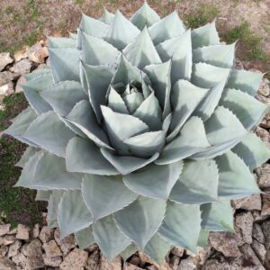 AGAVE OVATIFOLIA