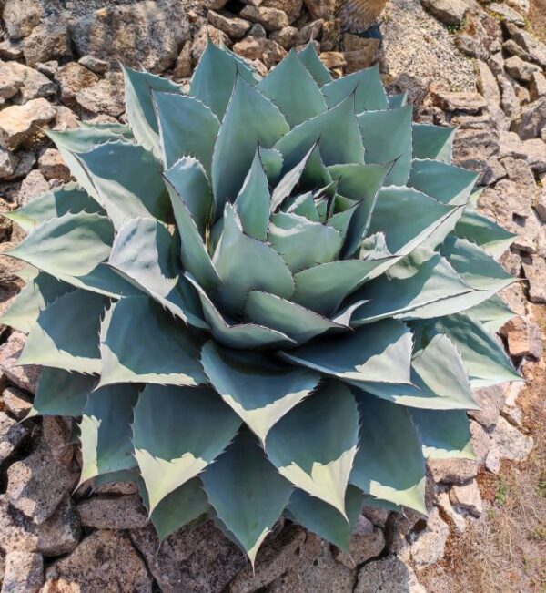 AGAVE OVATIFOLIA – Image 3