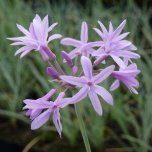 Tulbaghia violacea