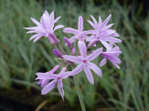 Tulbaghia violacea