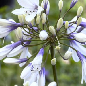 Agapanthus x twister