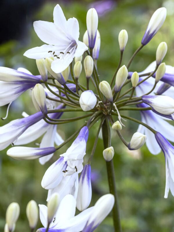 Agapanthus x twister