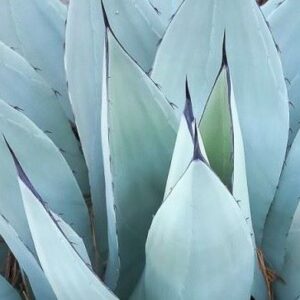 AGAVE Sp "AZUL MONTERREY"