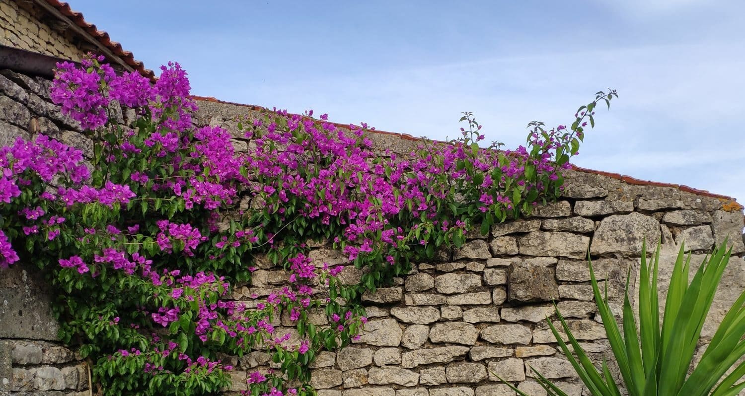 bougainvillier page couverture