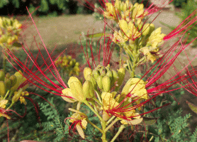 Plantes exotiques