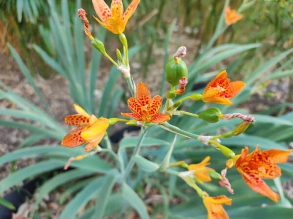 Iris domestica