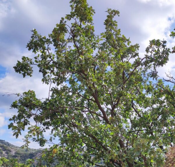 Quercus macrolepis x pubescent – Image 2