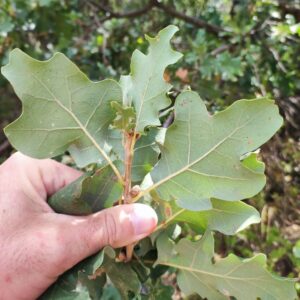 Quercus macrolepis x pubescent