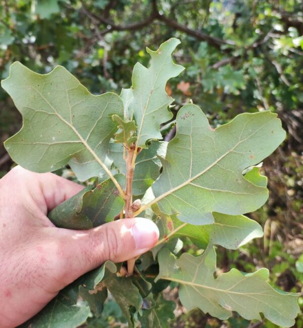 Quercus macrolepis x pubescent