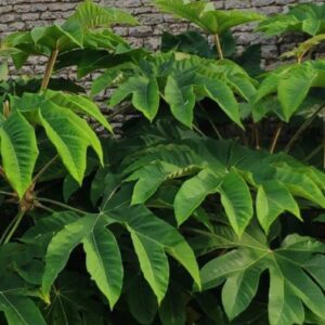 TETRAPANAX PAPYRIFERA 'STEROIDAL GIANT'