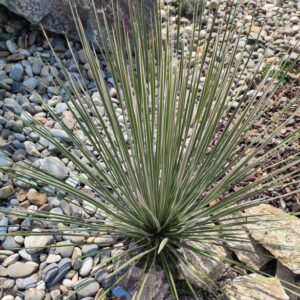 YUCCA ELATA
