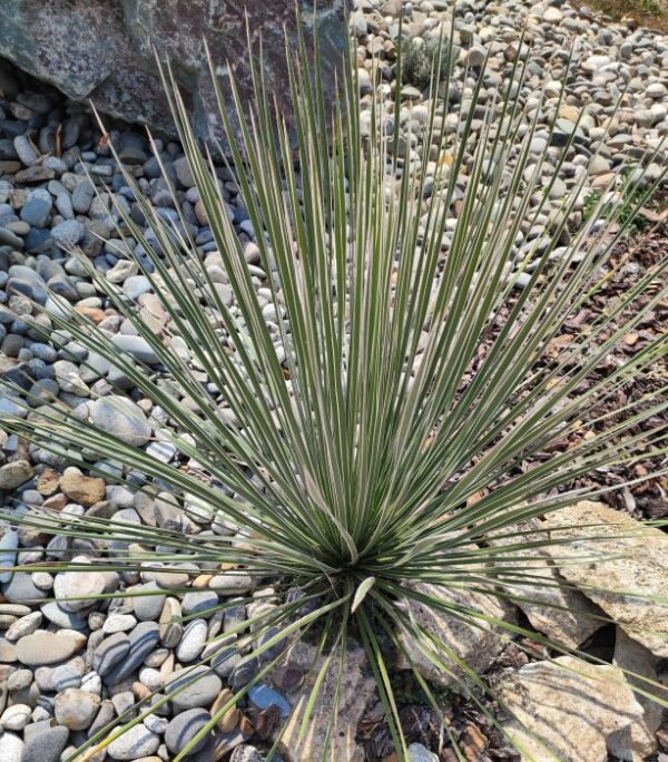 YUCCA ELATA