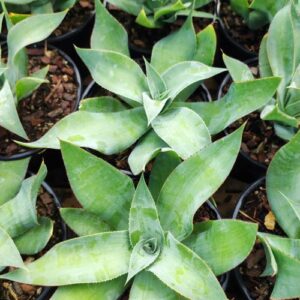 AGAVE GYPSICOLA