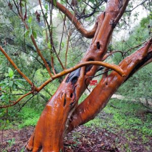 ARBUTUS CANARIENSIS