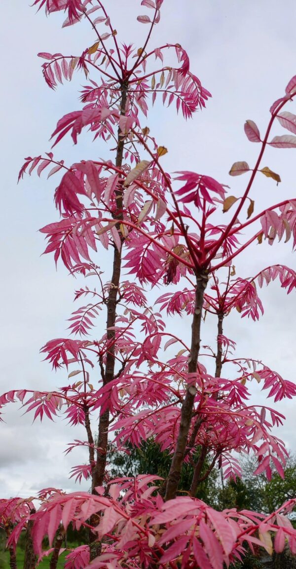 CEDRELA SINENSIS 'FLAMINGO' – Image 2