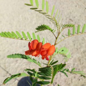 SESBANIA PUNICEA