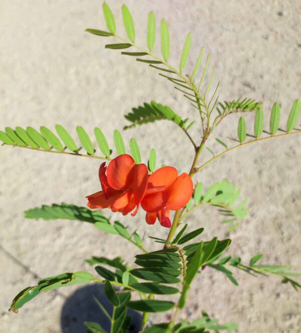 SESBANIA PUNICEA