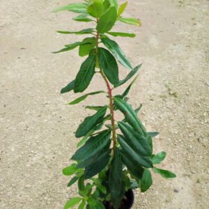 ARBUTUS X ANDRACHNOIDES