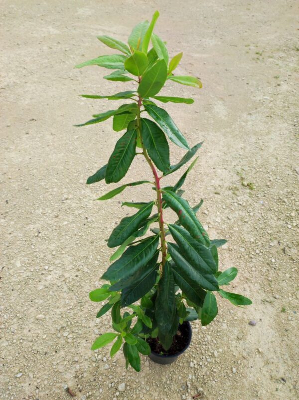 ARBUTUS X ANDRACHNOIDES
