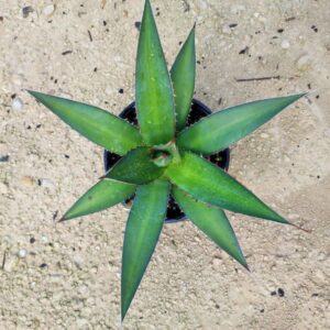 Agave kerchovei "huajuapan red"