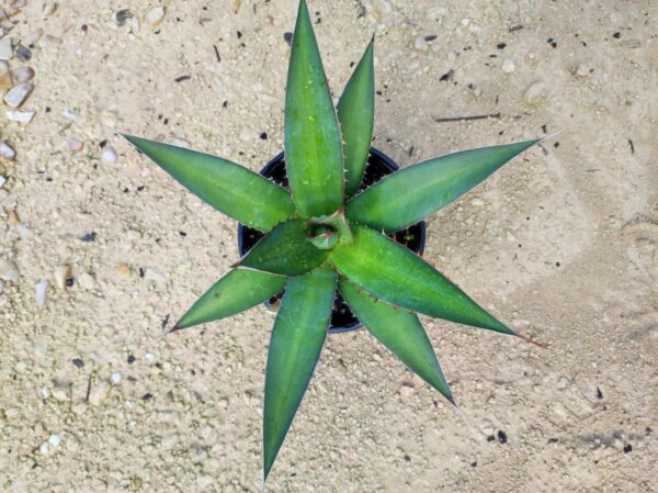 Agave kerchovei "huajuapan red"