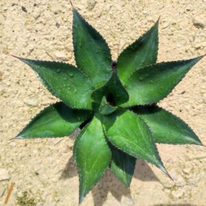 Agave Obscura var. xalapensis