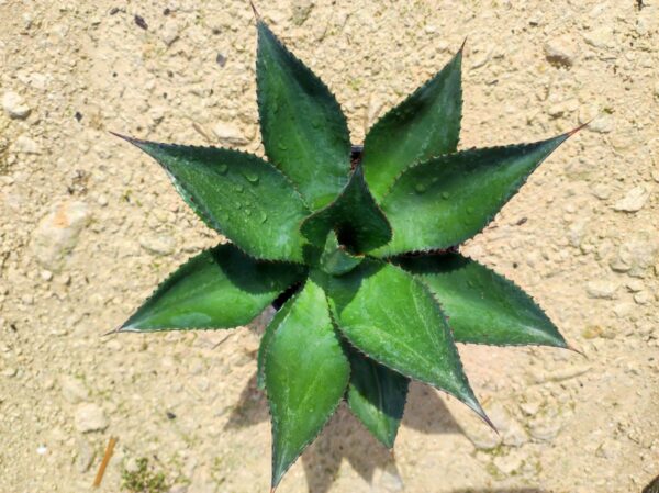 Agave Obscura var. xalapensis