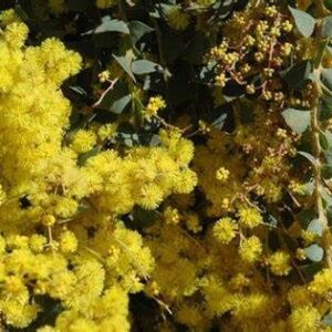 Acacia Pravissima