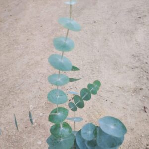 Eucalyptus perriniana ( Ecotype de Tasmanie )
